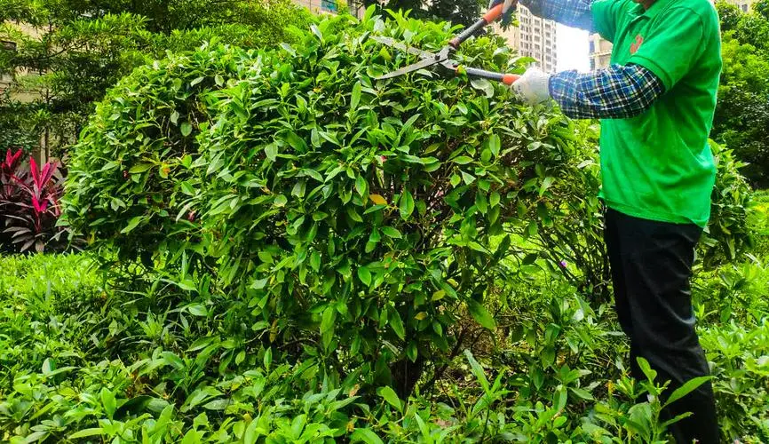 青岛高尔夫球场周边绿化工程