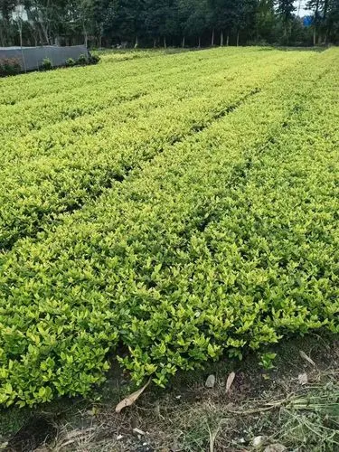 芜湖园林绿化工程团队有哪些